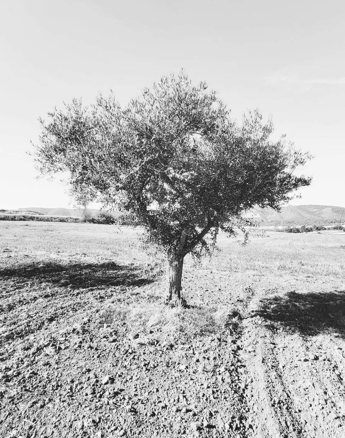 Vue d’un olivier dans un champ bio en Espagne